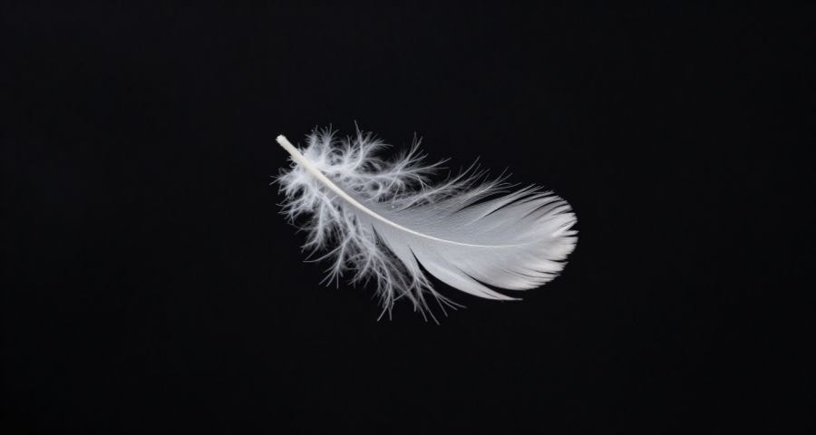 A single feather floating weightlessly against a warm background